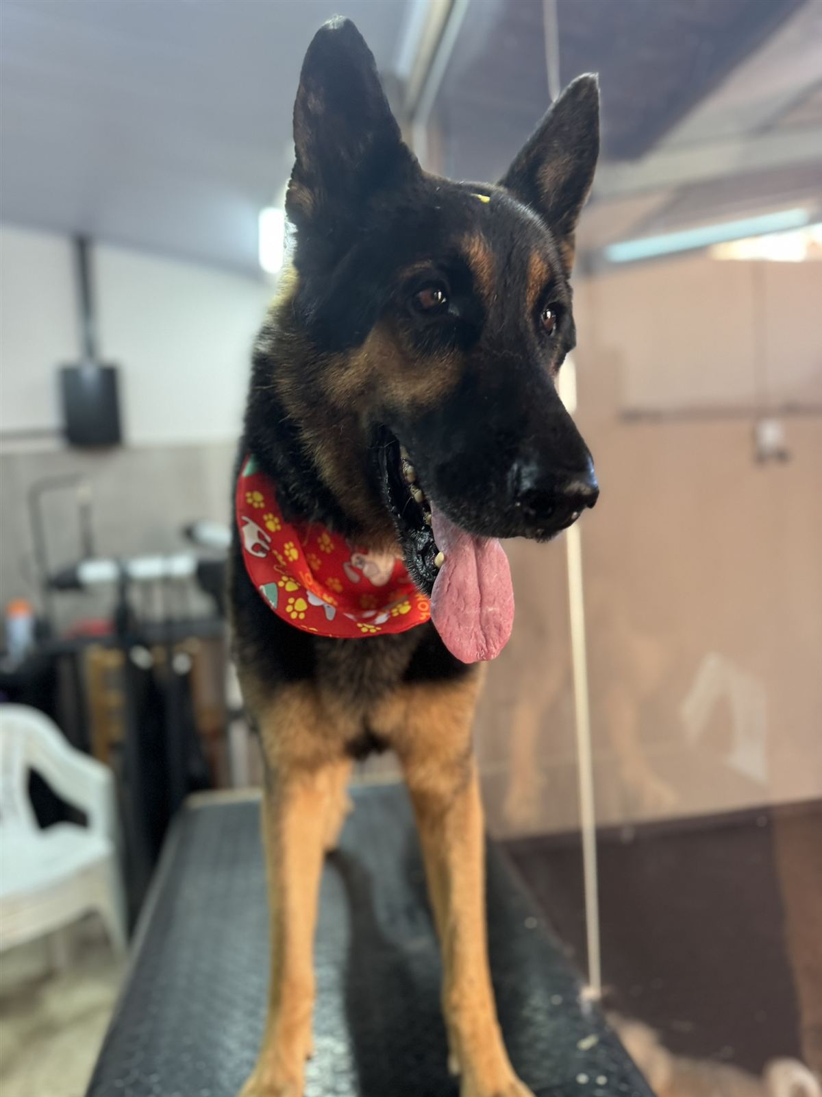 Pastor alemão na mesa de tosa da Action Dog