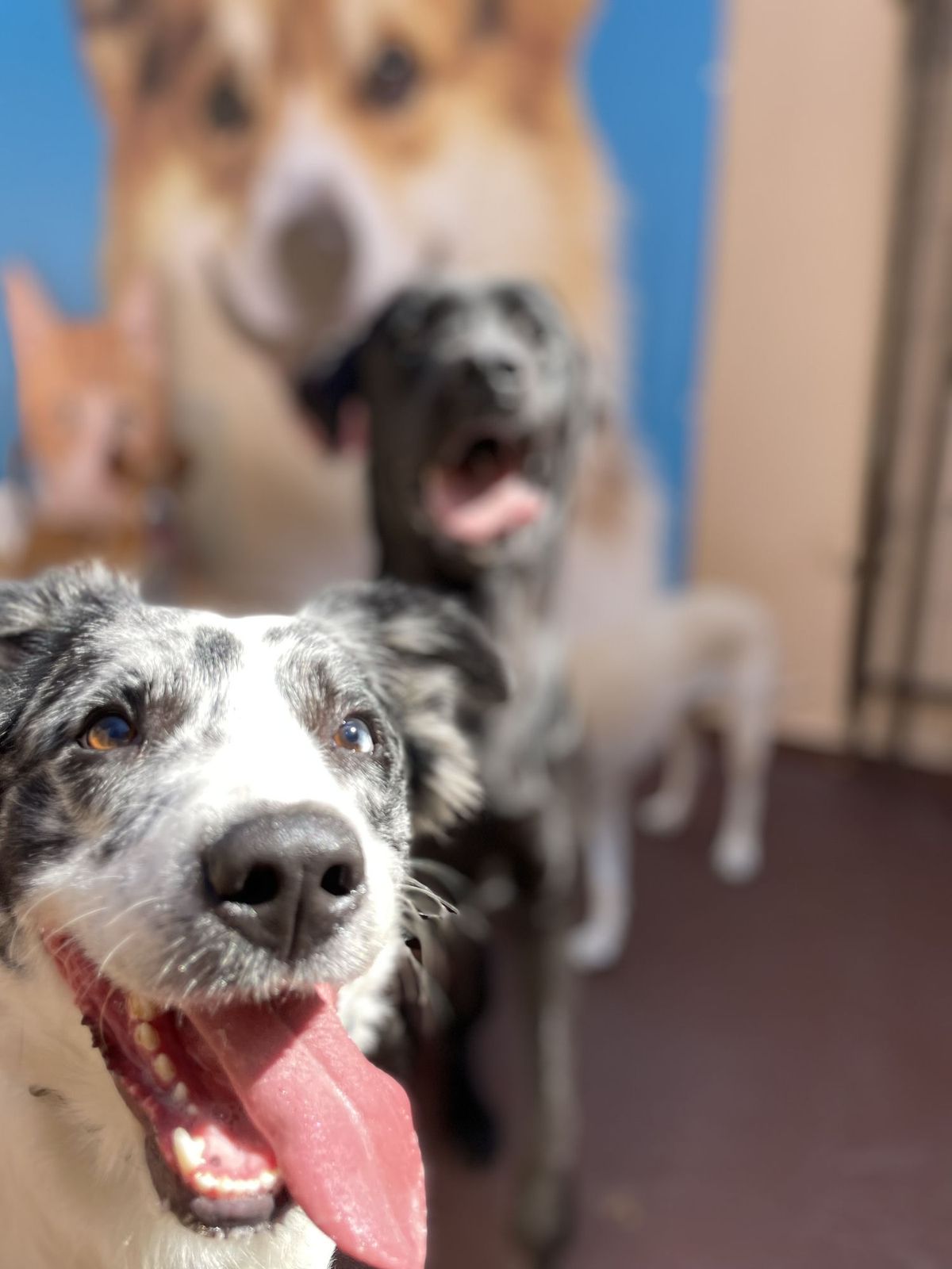 Cães sorridentes no pátio da creche da Action Dog em Patos de Minas