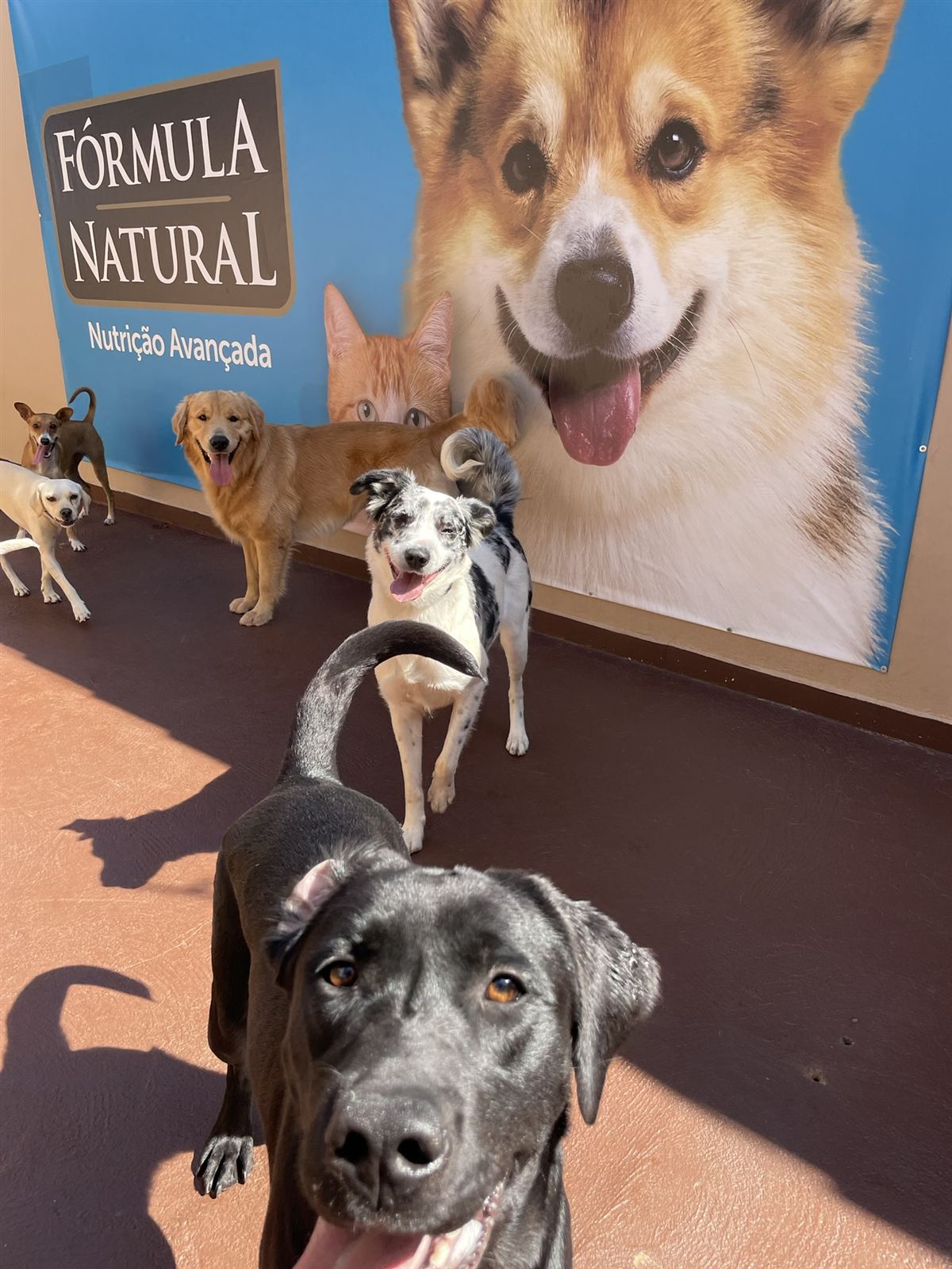 Cães brincando juntos na creche da Action Dog em Patos de Minas