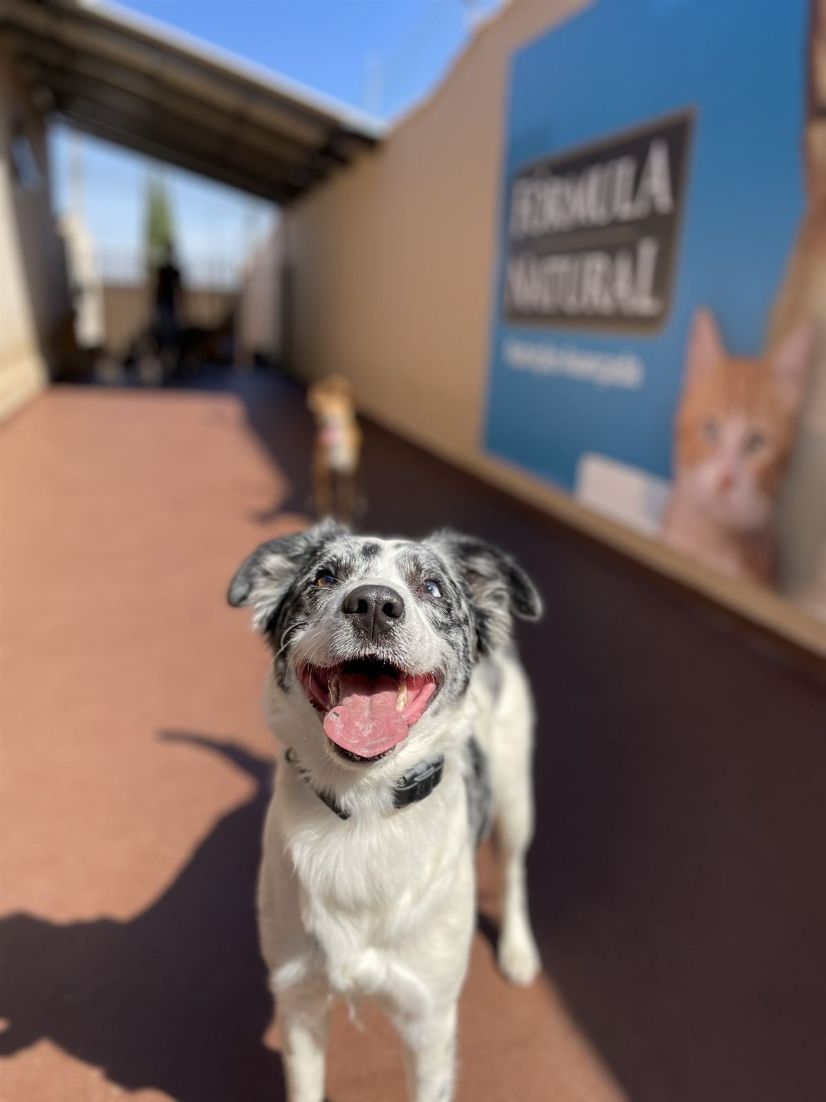 Cão feliz brincando na creche da Action Dog em Patos de Minas