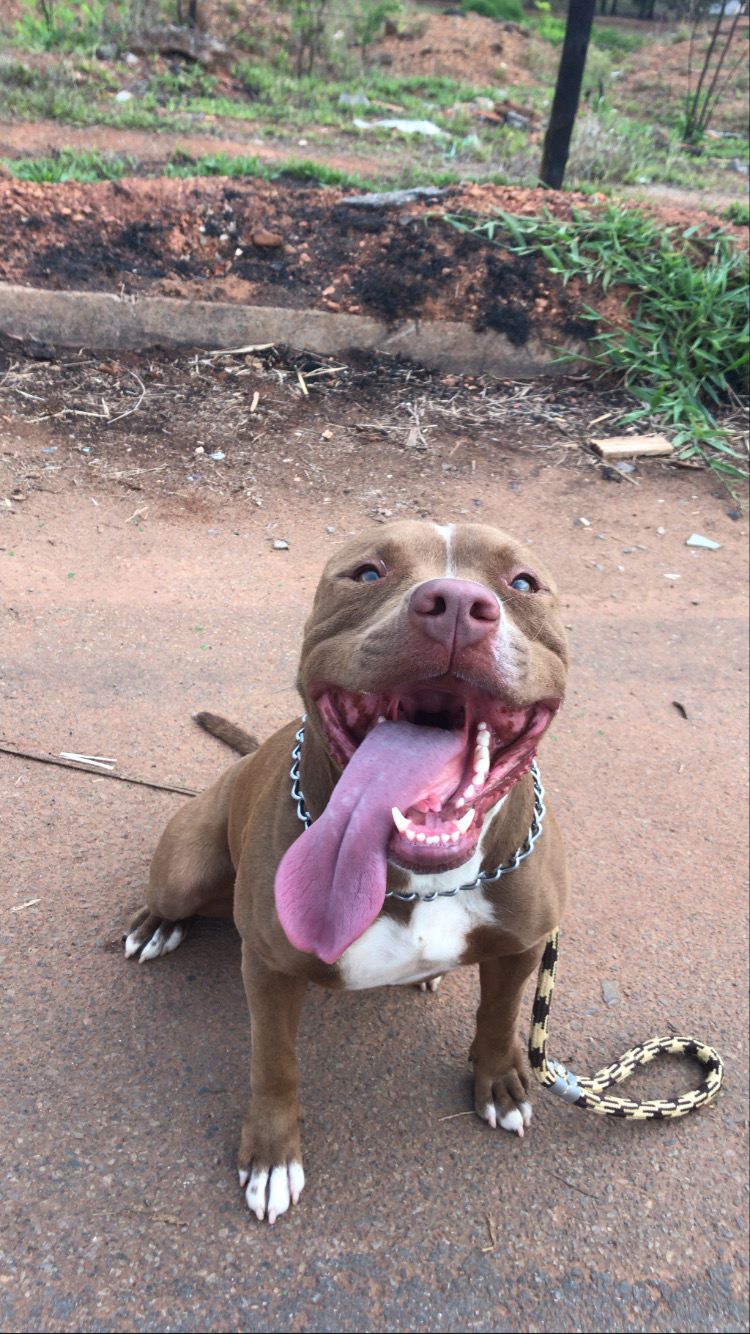 Cão em treinamento na Action Dog
