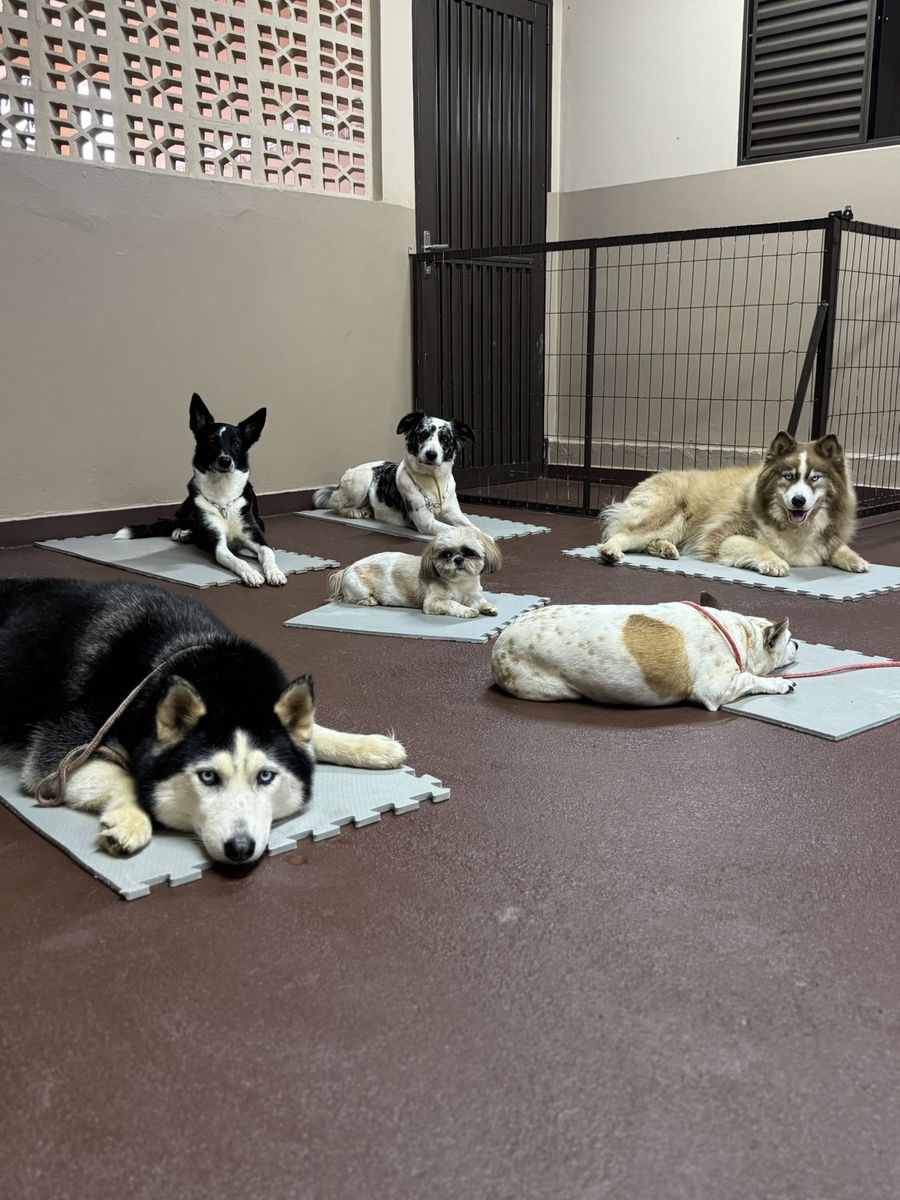 Cães de vários portes deitados em colchonetes durante o manejo na Action Dog